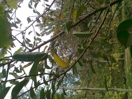 ����� � �������