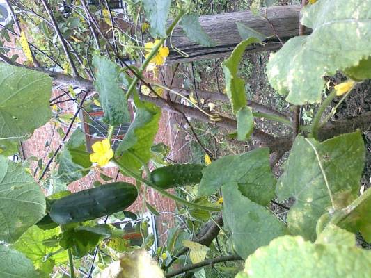 ������ 2011 ��������� �� �����