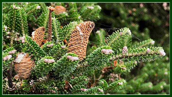 � �������� ���������