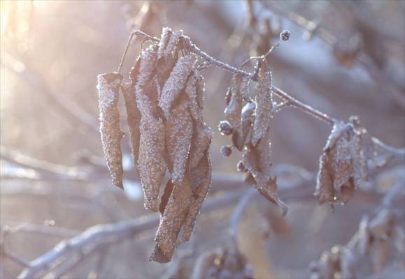 ������ �����