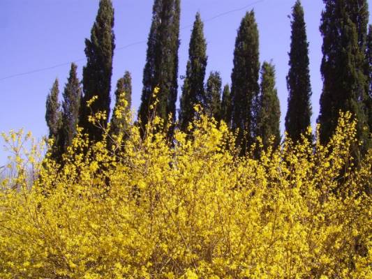 ������ �����