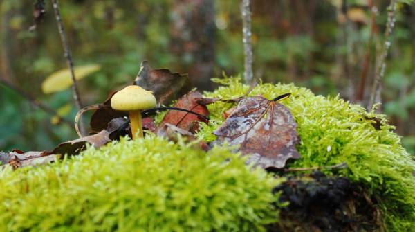 �� ������