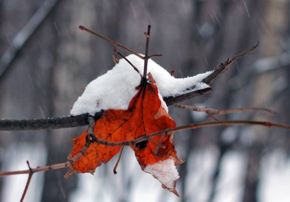 ���� �����