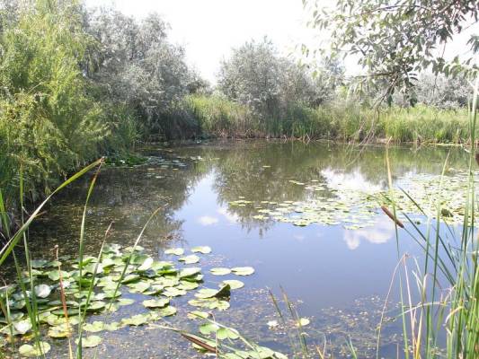 ����� ������