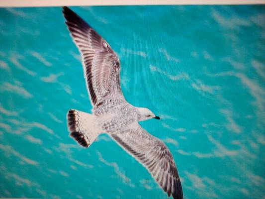 ����� ��� �������