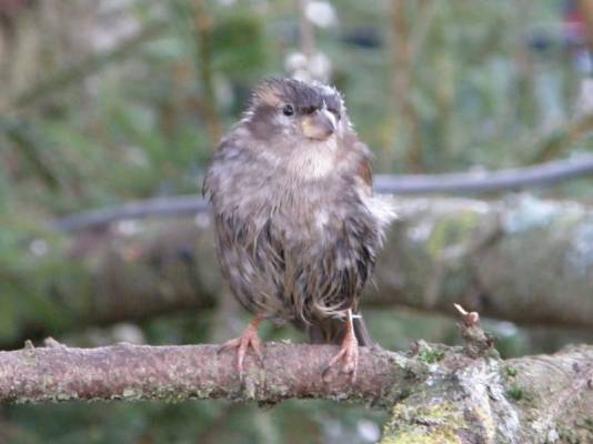 ������ �����