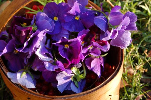 ������� ����������