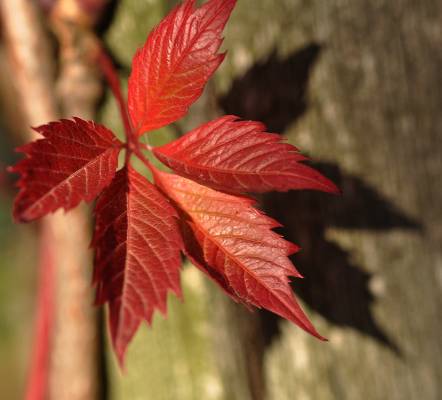 ������ �� �����