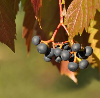 ������ �� ����� (2)