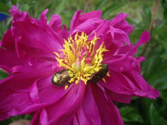 ��������� ��������