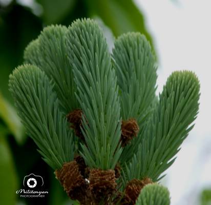 ������� ����