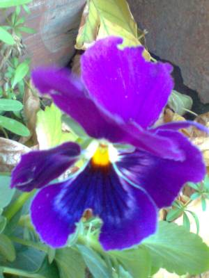 ������� ������