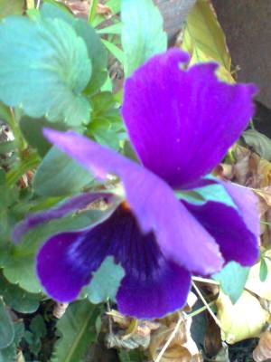 A������ ������