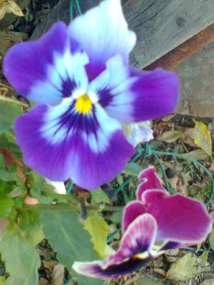 ������� ������