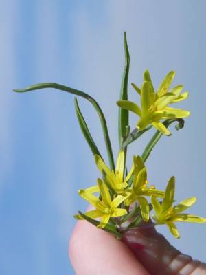 �������� ������