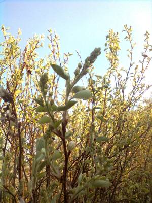 ������ ����