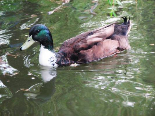 �������� ��������