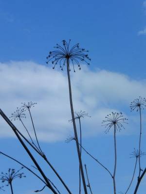 � �������...