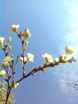 ������ �� �������� ����