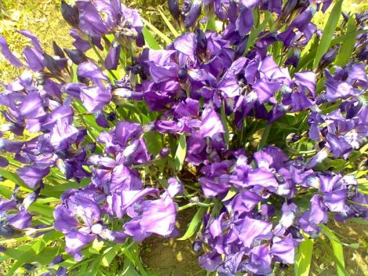 �������� �����