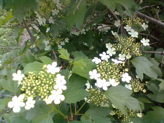 ����� ������