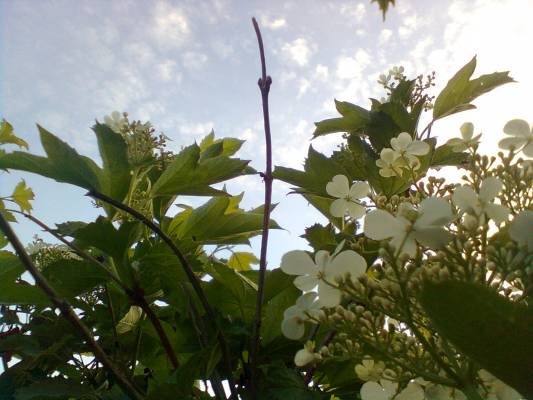 ����� ����