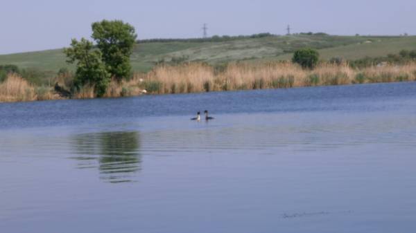 ����� ����