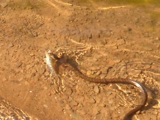 ������� ����.