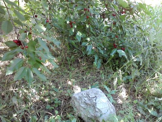 � ���� ���� �������� ������  �������         