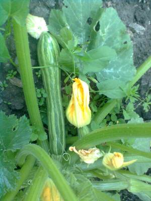 ������� � ������� ������)