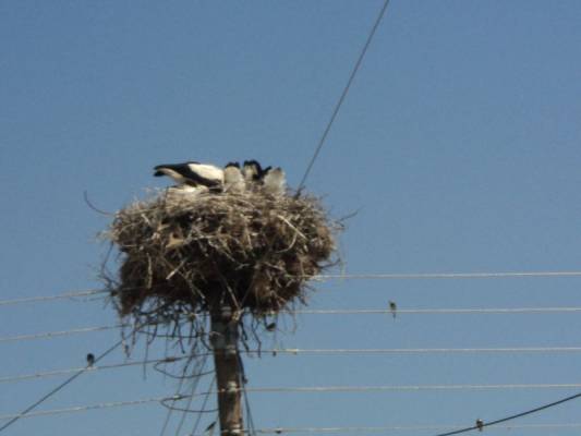 ������ ������