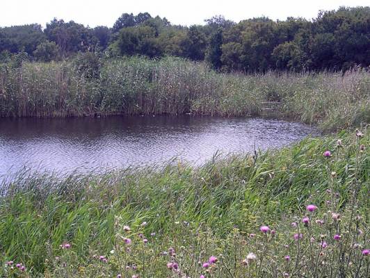 ����� �����. 