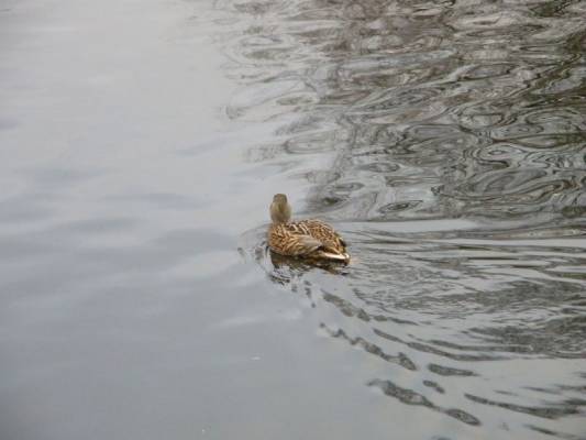 �������� � �����