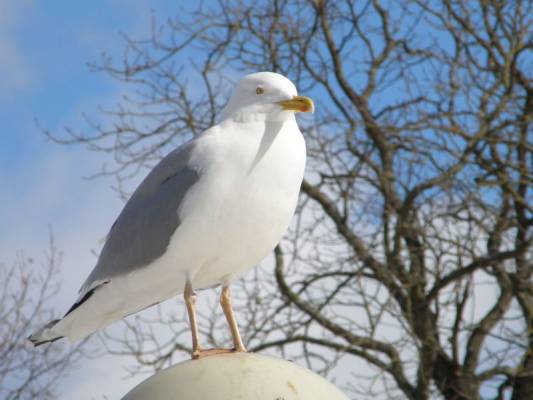 ������� �����