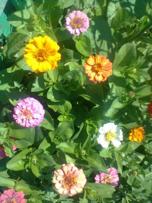 ����� �����