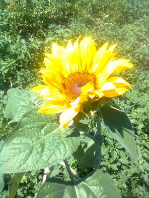 ������ ����� �������