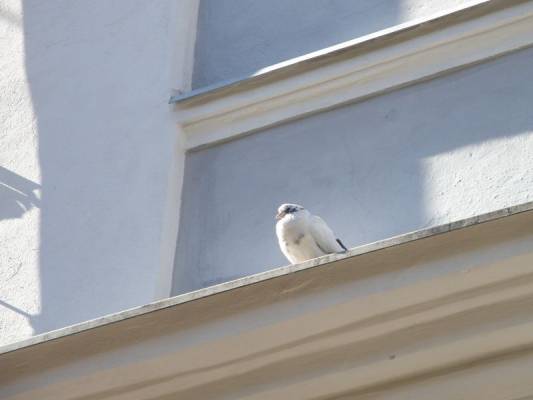 ������� ������