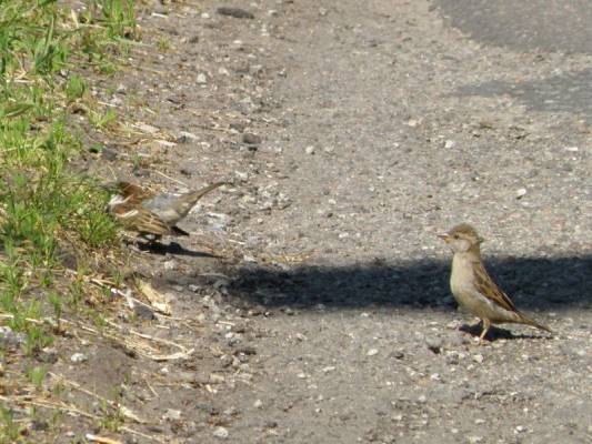 �� ��� ���?