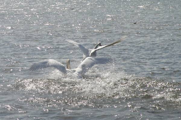 ����  �����