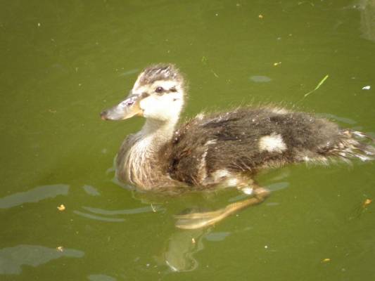 �� ������� ������