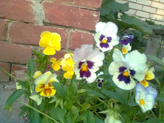 ������ ������