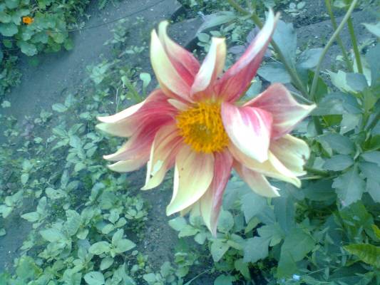 ������ �������