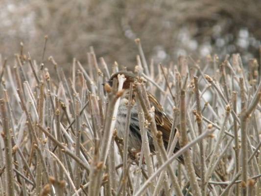 ��� �������