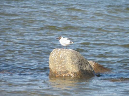 ��� ��� � ����