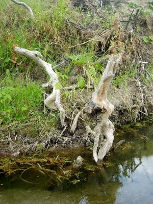 ���� ��������