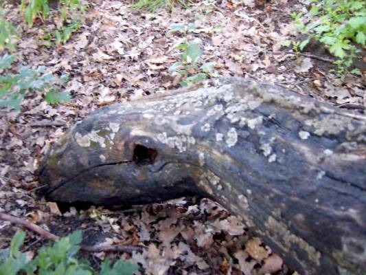 ���� ���