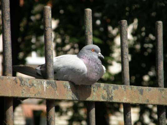 �� ��������