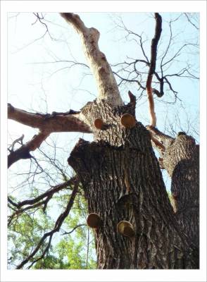  old tree