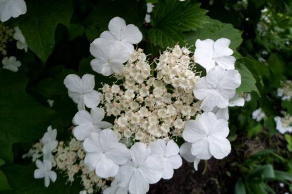 ��������� ��������