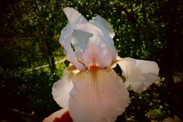 ���� ���������